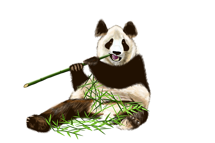 Giant pandas eat bamboo only